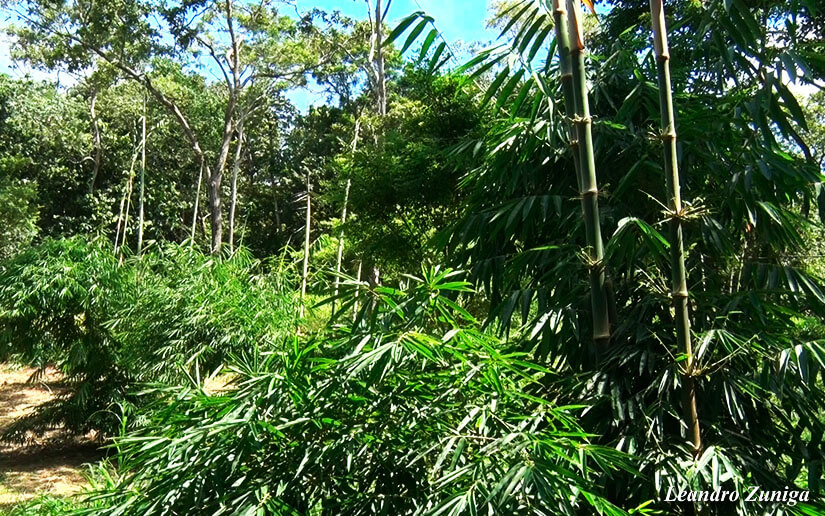 BAMBU2